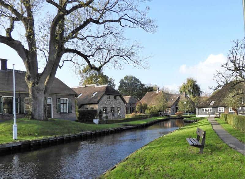 De dikke es van Dwarsgracht, met zicht op de wortelbult en het huis De Essebelt erachter