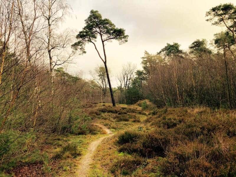 Smalle wandelroute door bos en heidelandschap op landgoed De Eese in de gemeente Steenwijkerland.